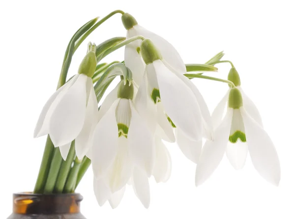 Snödroppar (Galanthus nivalis) på vit bakgrund — Stockfoto