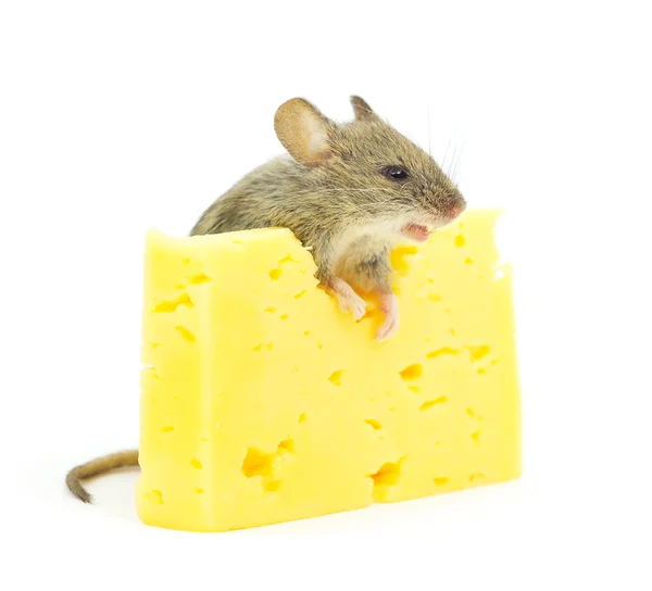 Mouse and cheese — Stock Photo, Image