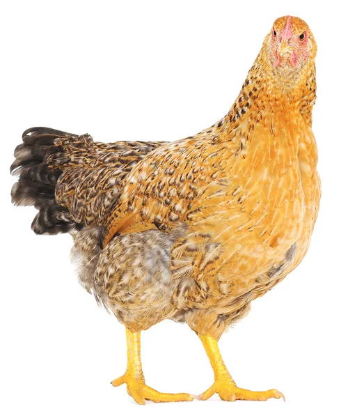 Brown hen — Stock Photo, Image