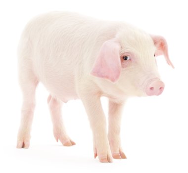 Beyaz üzerinde domuz
