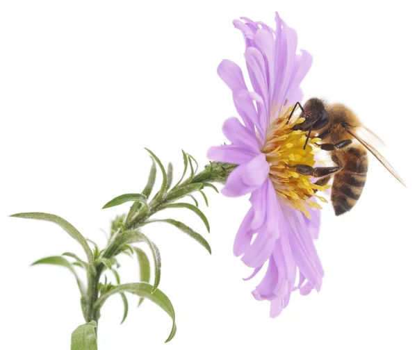 Abelha e flor azul — Fotografia de Stock