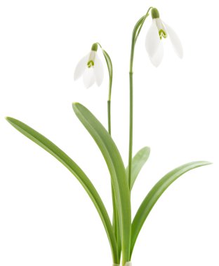 Kardelen (Galanthus nivalis) beyaz arka plan üzerinde