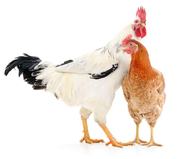 Hen and rooster — Stock Photo, Image