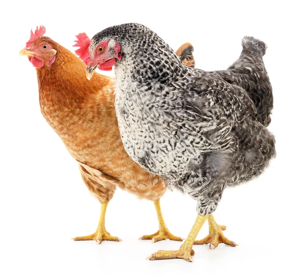 Two hens — Stock Photo, Image