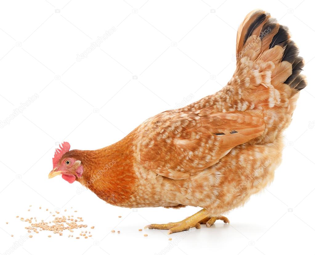 Hen and grain