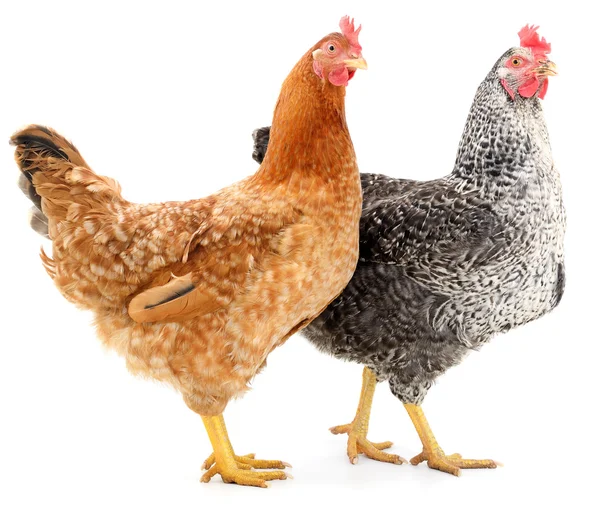 Two hens — Stock Photo, Image