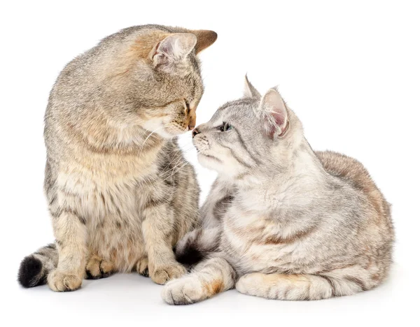 Dos gatitos pequeños — Foto de Stock