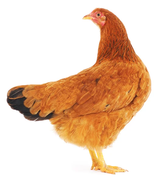 Brown hen — Stock Photo, Image