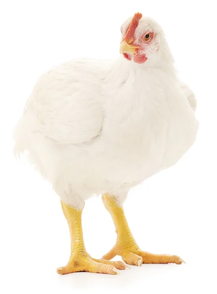 White hen — Stock Photo, Image