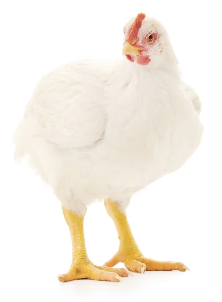 Gallina bianca — Foto Stock