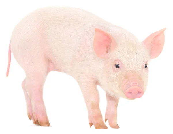 Pig on white — Stock Photo, Image