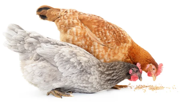 Two hens and grains — Stock Photo, Image