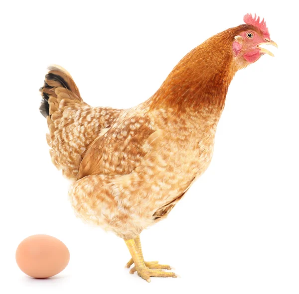 Brązowe kury z jajkiem. — Zdjęcie stockowe
