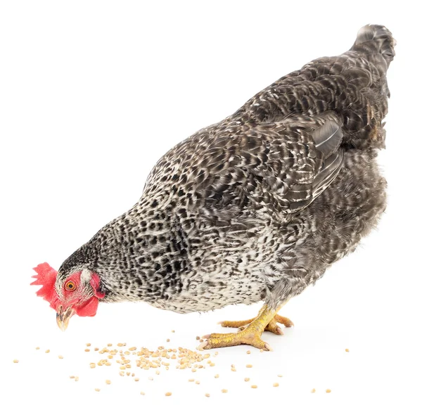 Hen and grains. — Stock Photo, Image