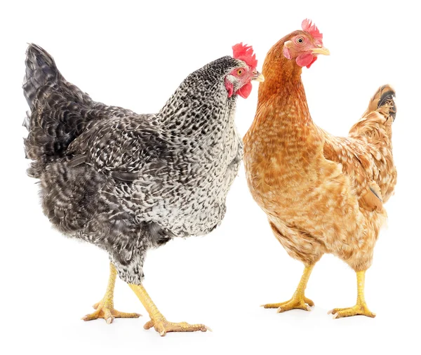 Two hens — Stock Photo, Image