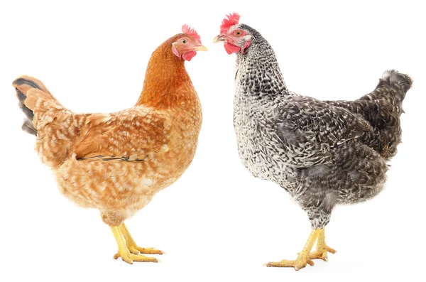 Dos gallinas — Foto de Stock