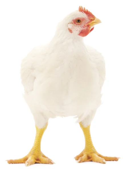 White hen — Stock Photo, Image
