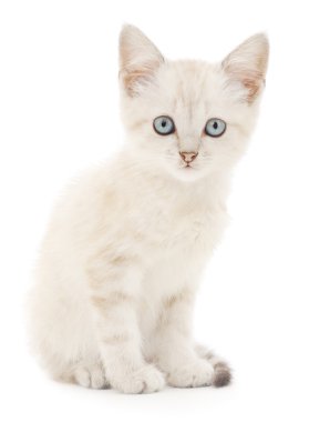 Beyaz arka planda kedi yavrusu