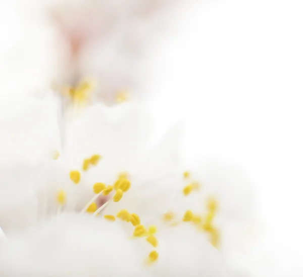 Sárgabarack blossom — Stock Fotó