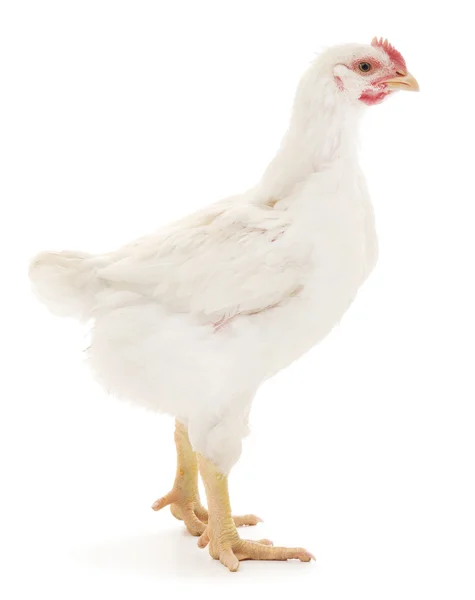 White chicken — Stock Photo, Image