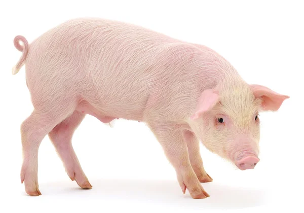 Pig on white — Stock Photo, Image