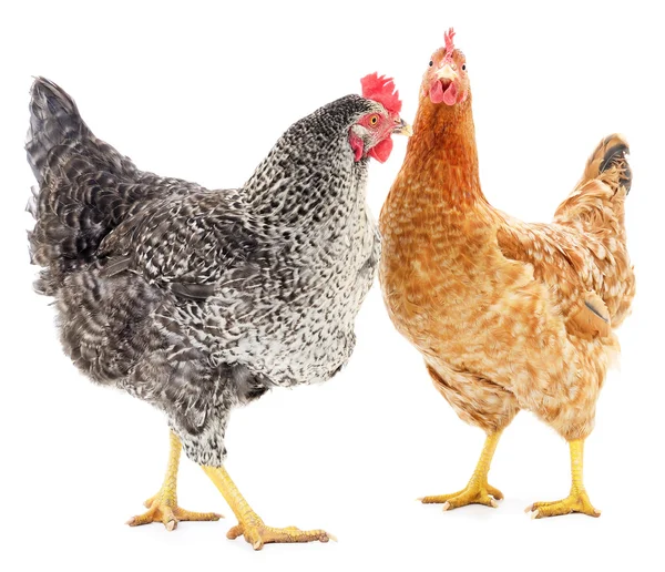 Two hens — Stock Photo, Image