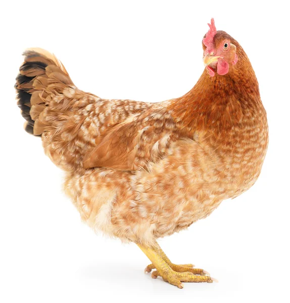 Brązowy kurczaka. — Zdjęcie stockowe