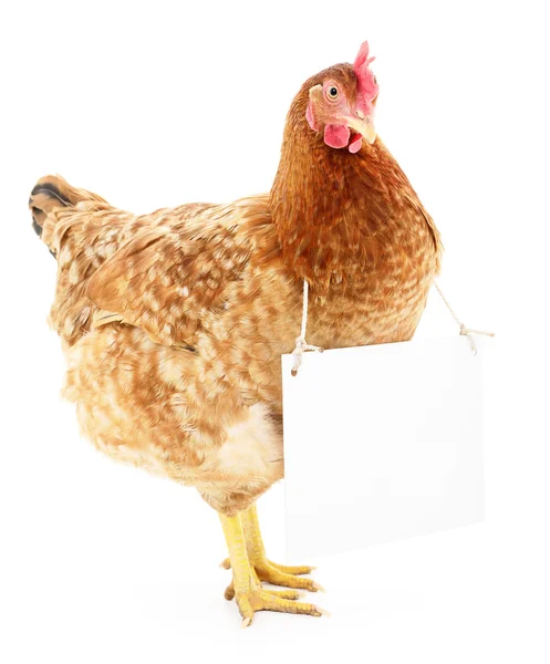 Pollo en blanco — Foto de Stock