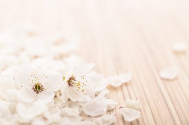 ahşap zemin çiçek