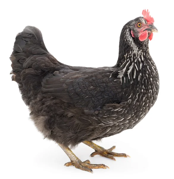 Czarny kurczak. — Zdjęcie stockowe