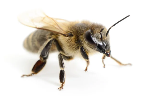 꿀벌 — 스톡 사진