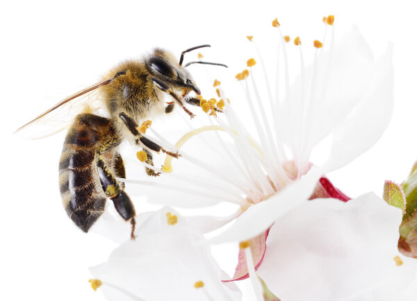 Honeybee and white flowers
