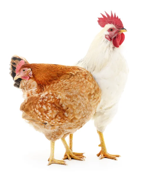 Hen and rooster — Stock Photo, Image