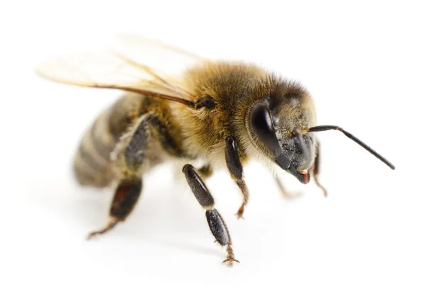 Abeja — Foto de Stock