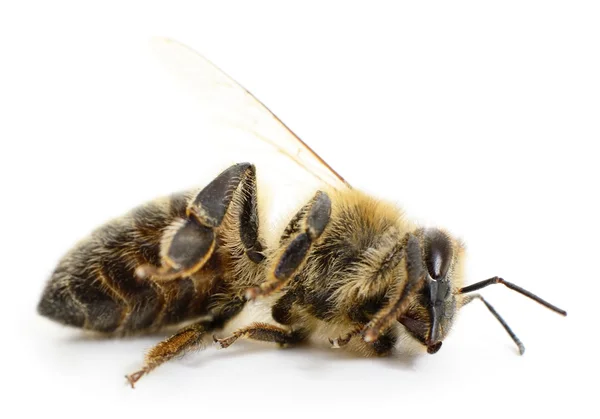 Striped bee. — Stock Photo, Image