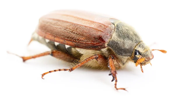 Escarabajo marrón . —  Fotos de Stock