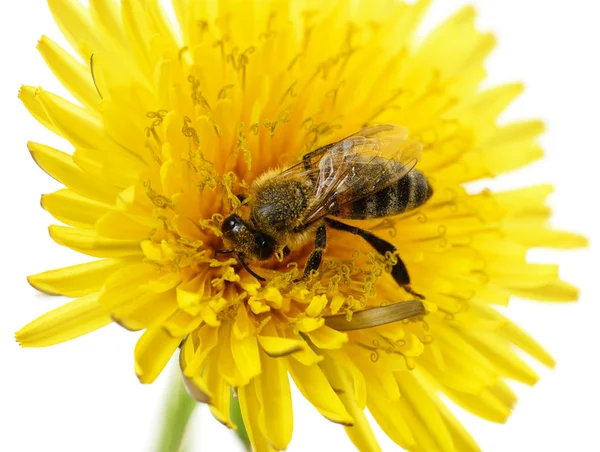 Abelha e flor amarela — Fotografia de Stock