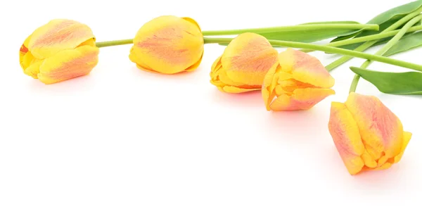 Yellow tulips — Stock Photo, Image