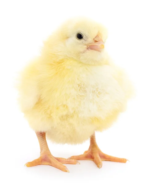 Small chicken — Stock Photo, Image