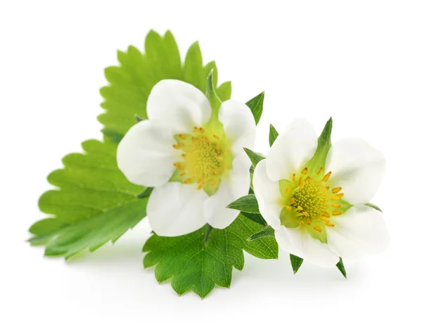 Flores de morango — Fotografia de Stock