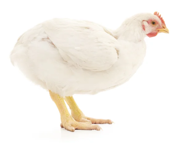 Gallina blanca — Foto de Stock