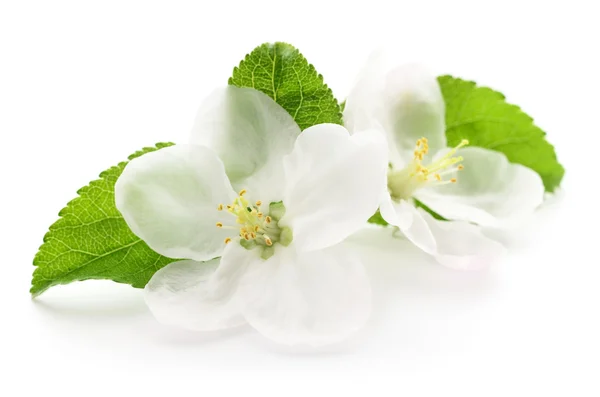 Flores de manzana — Foto de Stock