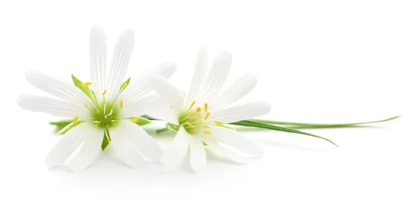 Flores blancas — Foto de Stock