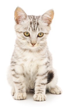 Beyaz arka planda kedi yavrusu