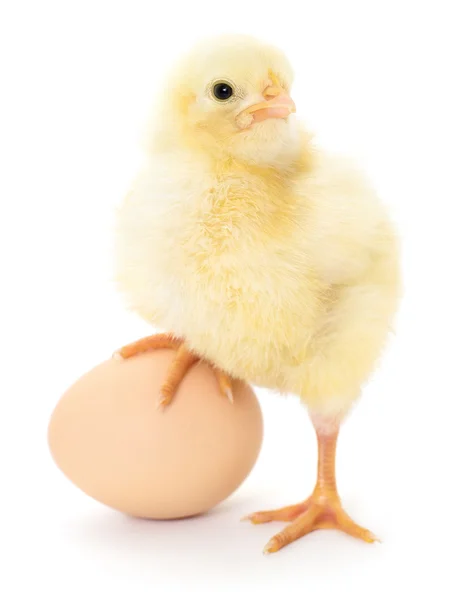 Huhn und Ei — Stockfoto