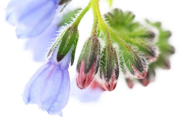 Flor azul —  Fotos de Stock