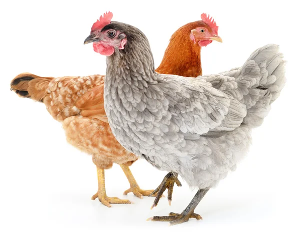 Two hens — Stock Photo, Image