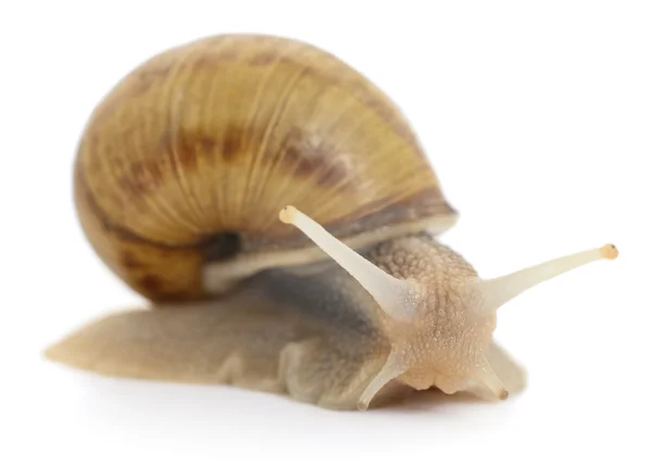Garden snail. — Stock Photo, Image