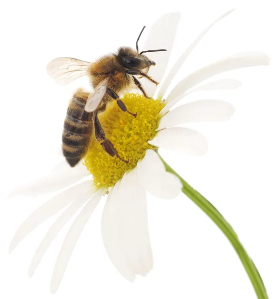 Abeja y flor blanca — Foto de Stock