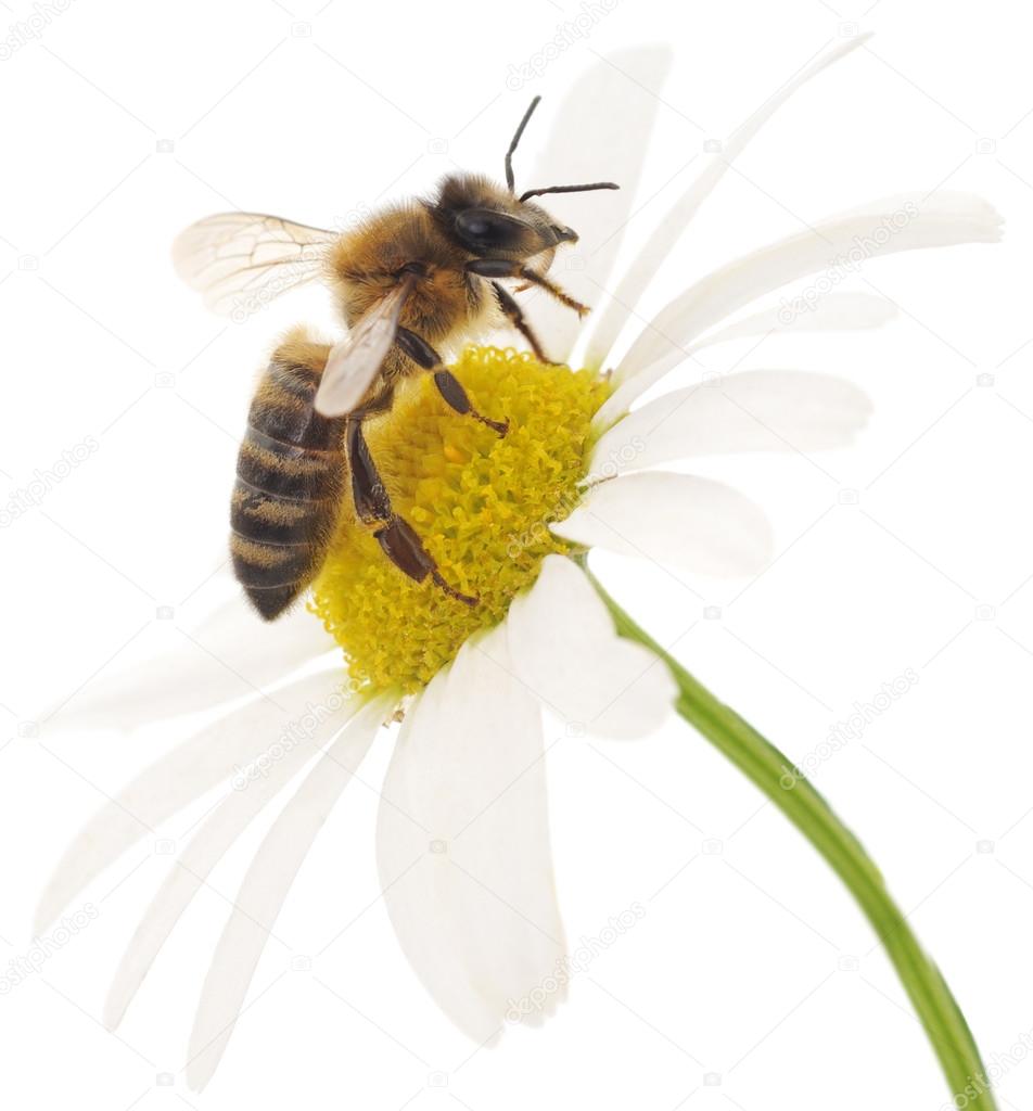 Honeybee and white flower